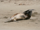 catlins (23)